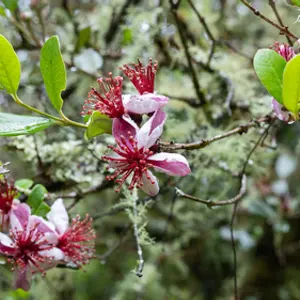 Pineapple Guava