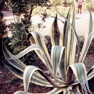 Century Plant