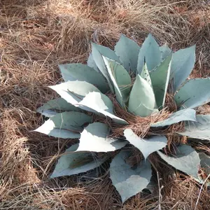Whale's Tongue Agave