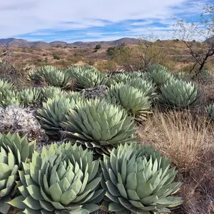 Artichoke Agave