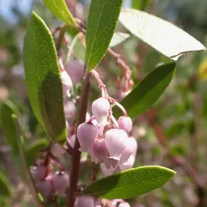 Howard McMinn Manzanita
