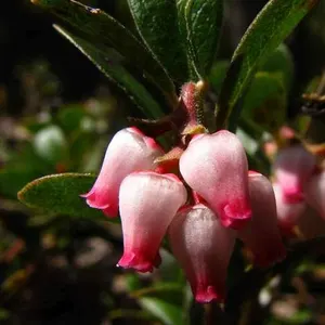 Emerald Carpet manzanita