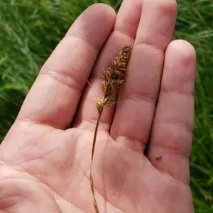 Clustered field sedge