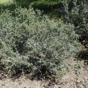 Concha Wild Lilac