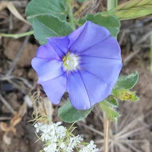 Ground morning glory