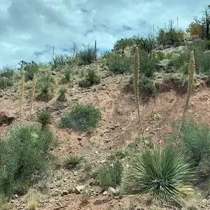 Desert Spoon (Sotol)