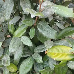 Ebbing's Silverberry