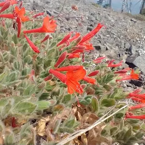 California fuchsia