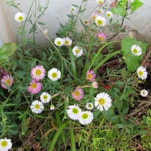 Santa Barbara daisy