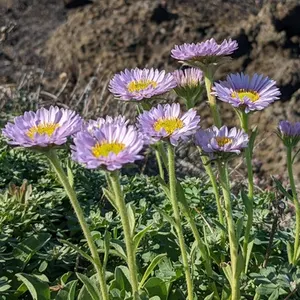 Wayne Roderick Seaside Daisy