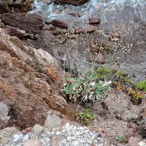 Red-flowered Buckwheat