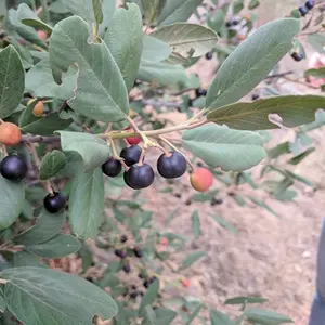 Coffeeberry 'Eve Case'