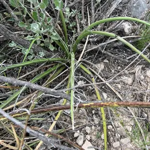 Red Yucca