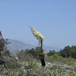 Chaparral Yucca (Our Lord's Candle)