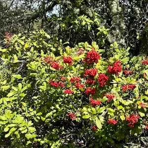 Toyon