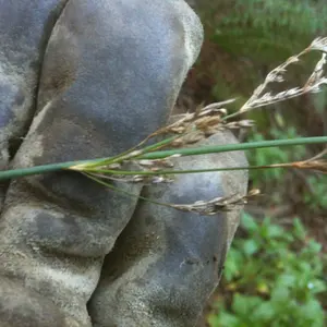 California gray rush