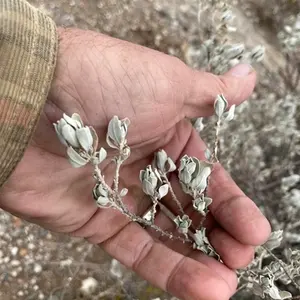 Texas Ranger / Silverleaf