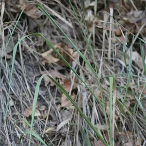 Canyon Prince giant wild rye