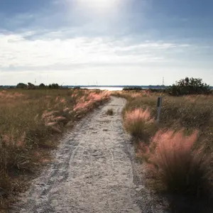 Pink muhly grass