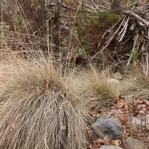 Deer grass