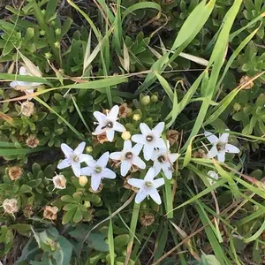Creeping myoporum