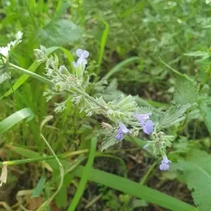 Walker's Low Catmint