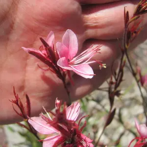 Lindheimer's Beeblossom (Gaura)