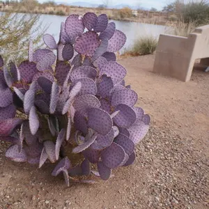 Santa Rita Prickly Pear