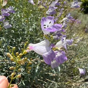 Foothill Penstemon 'Margarita BOP'