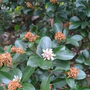 Indian Hawthorn