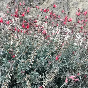 Autumn Sage