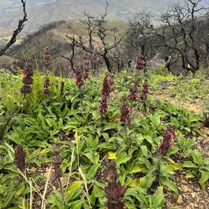 Hummingbird Sage