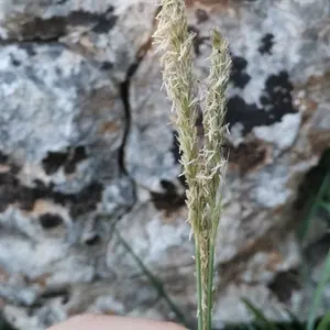 Autumn moor grass