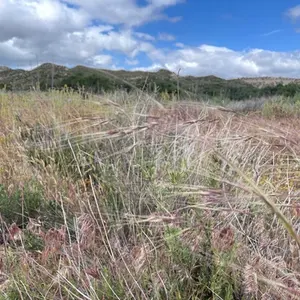 Purple needlegrass