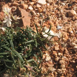 Creeping germander