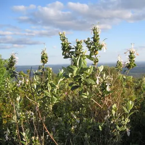 Bush Germander