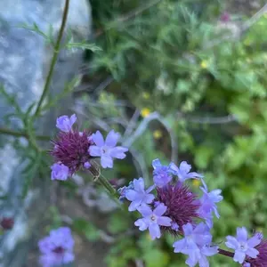 De La Mina Verbena