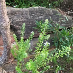 Coast Rosemary