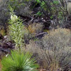 Beaked Yucca